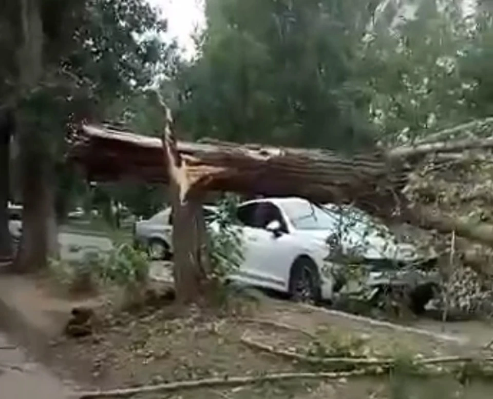 Автовладельцы подсчитывают ущерб от разгула стихии: дерево упало на машину в Котово.