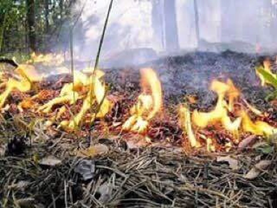 В Геленджикском лесничестве загорелась лесная подстилка. Фото: пресс-служба Минприроды Краснодарского края.