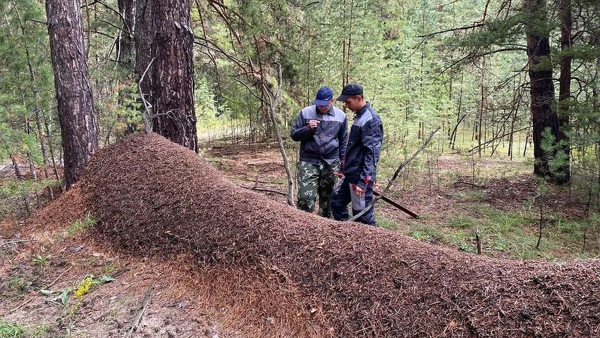 Гигантский муравейник в Алтайском крае, где нашли огромный муравейник,  самый большой муравейник в России - KP.RU