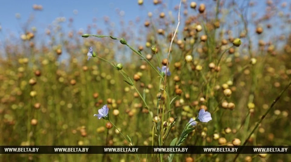 Лен - визитная карточка Беларуси. Фото: belta.by
