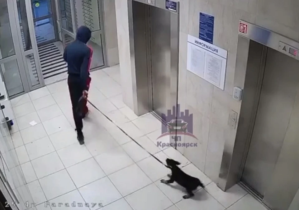 Мужчина тащит щенка на поводке по подъезду Скриншот: ЧП-Красноярск