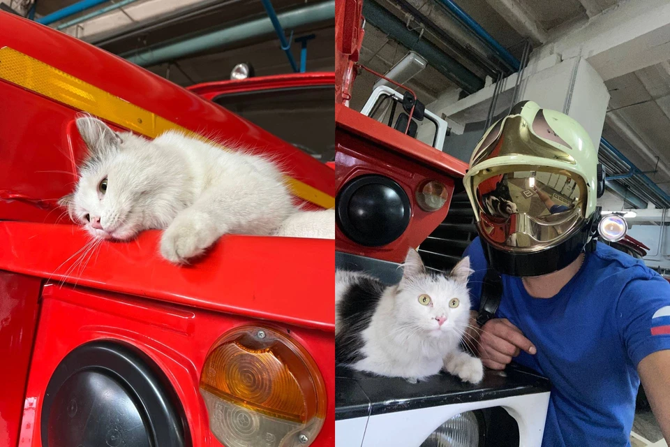 Кот Пряник стал членом пожарной команды