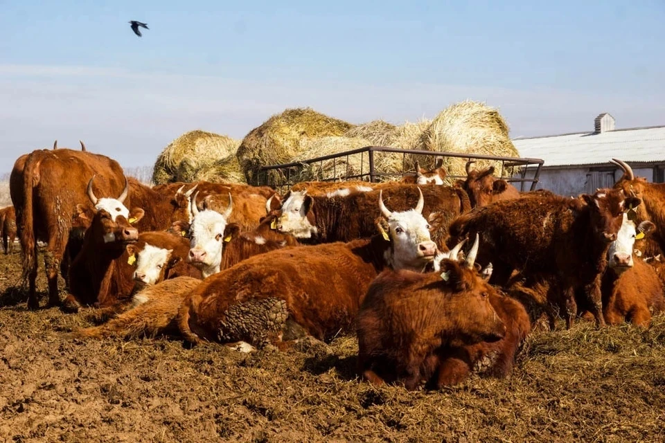 Самарцам не стоит употреблять продукты от зараженных животных