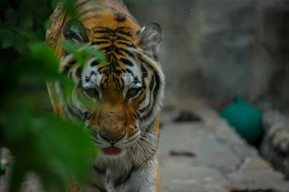 Учет амурских тигров на Дальнем Востоке проводился с начала 2022 года