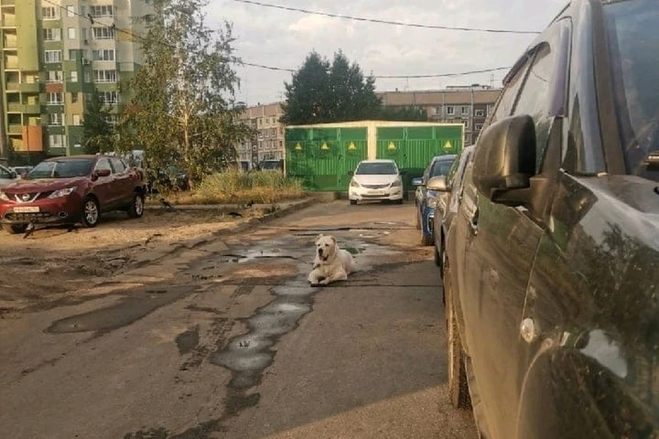 Эта собака уже несколько лет убивает питомцев и нападает на людей.