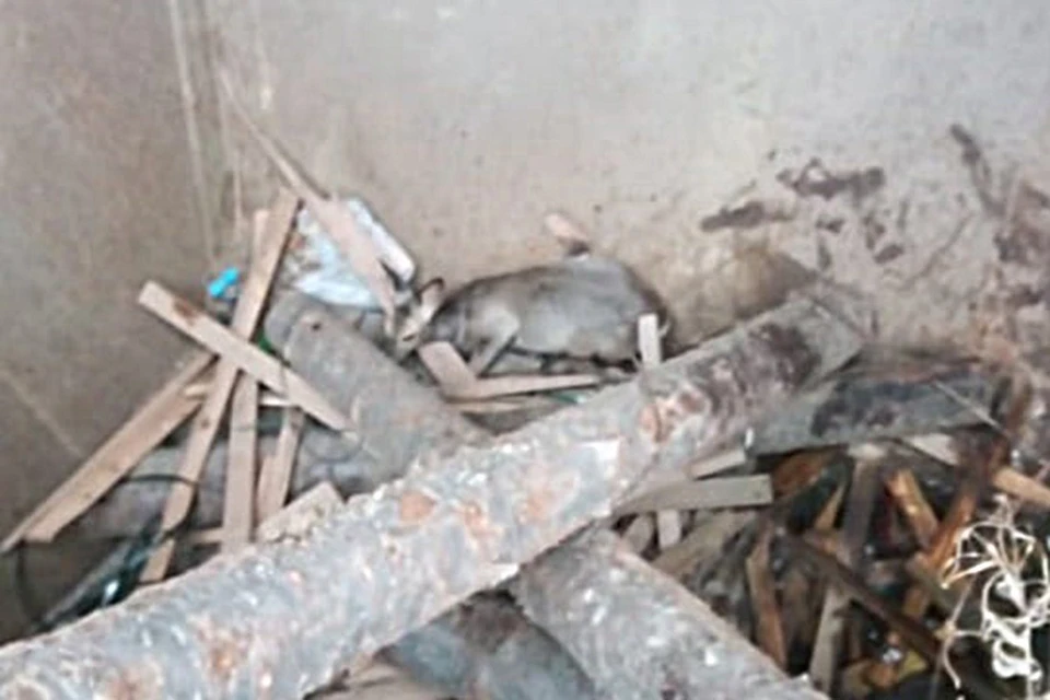 В Красноярском крае спасатели вытащили косулю из заваленного опилками бункера. Фото: Служба спасения края