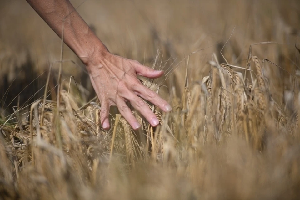 Госдепартамент США назвал зерновой рынок глобальным в ответ на заявление, что пшеница Украины не идет бедным