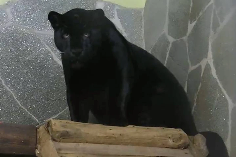 Новый ягуар появился в Ленинградском зоопарке