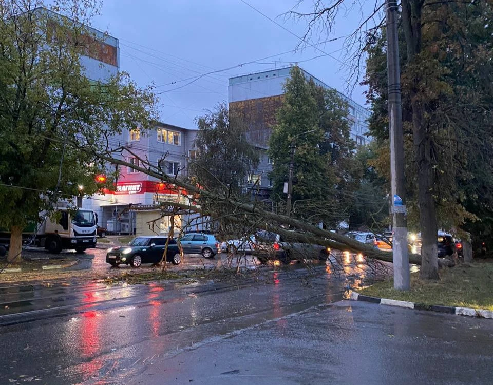 В Туле на улице Николая Руднева дерево упало на электрические провода и проезжую часть