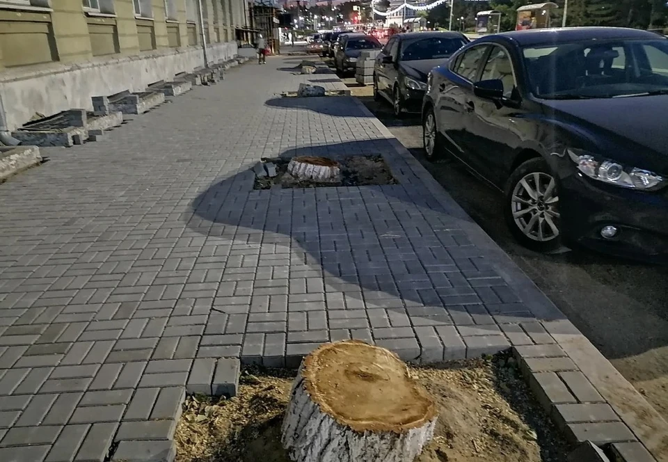 На месте вырубленных тополей высадят 16 шикарных лиственниц. Фото: паблик «Жесть Омска| Новости • ДТП • ЧП» во «ВКонтакте».