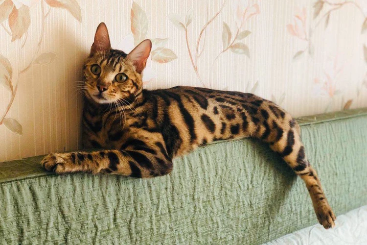Дорогой Димася: кот из Владивостока прославился на всю страну после истории с похищением