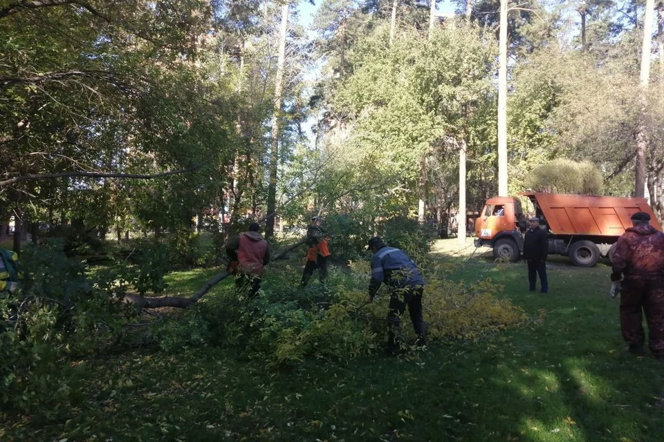 В Тимирязевском сквере начали реконструировать зеленые насаждения. Фото: мэрия Новосибирска