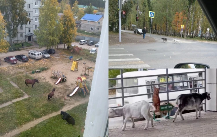 «Перешли по пешеходному переходу и направились в зоомагазин»: в центре Сыктывкара разгуливают козы, а в Краснозатонском - кони