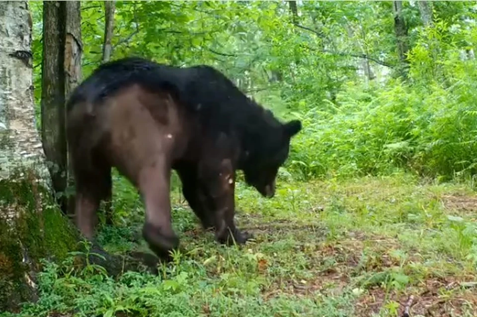 Бурый медведь «без штанов» несколько лет обитает в лесах Хабаровского края Фото: скриншот из видео