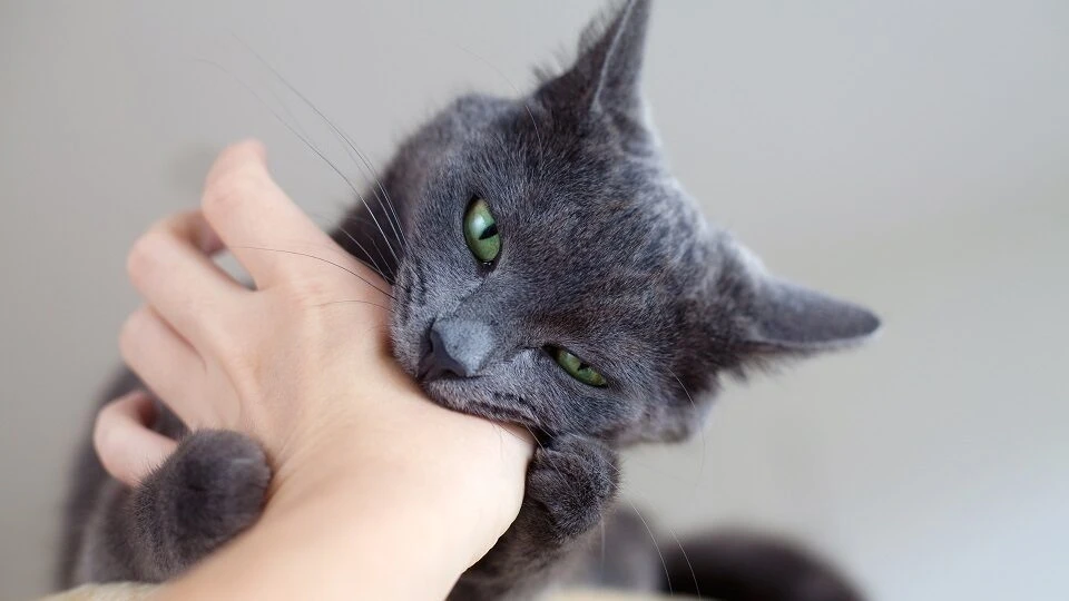В большинстве случаев люди получали укусы от кошек и собак
