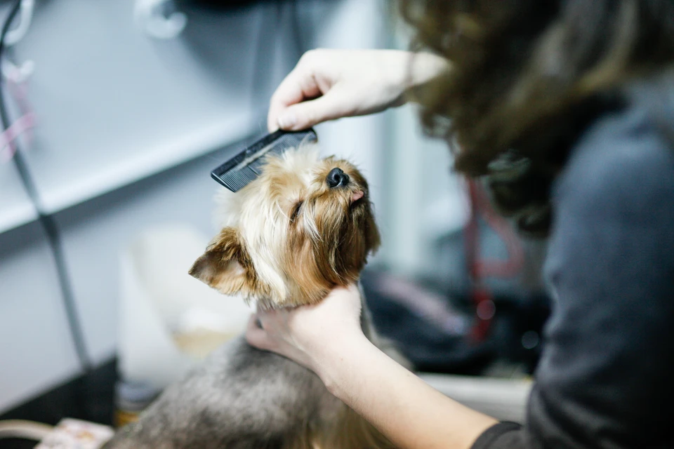 Ветеринары из Иркутска рассказали о самых опасных бьюти-процедурах для собак