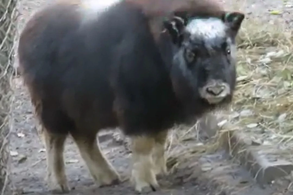 В Новосибирском зоопарке имени Шило поселился детеныш овцебыка. Фото: стоп-кадр из видео Анны Новиковой