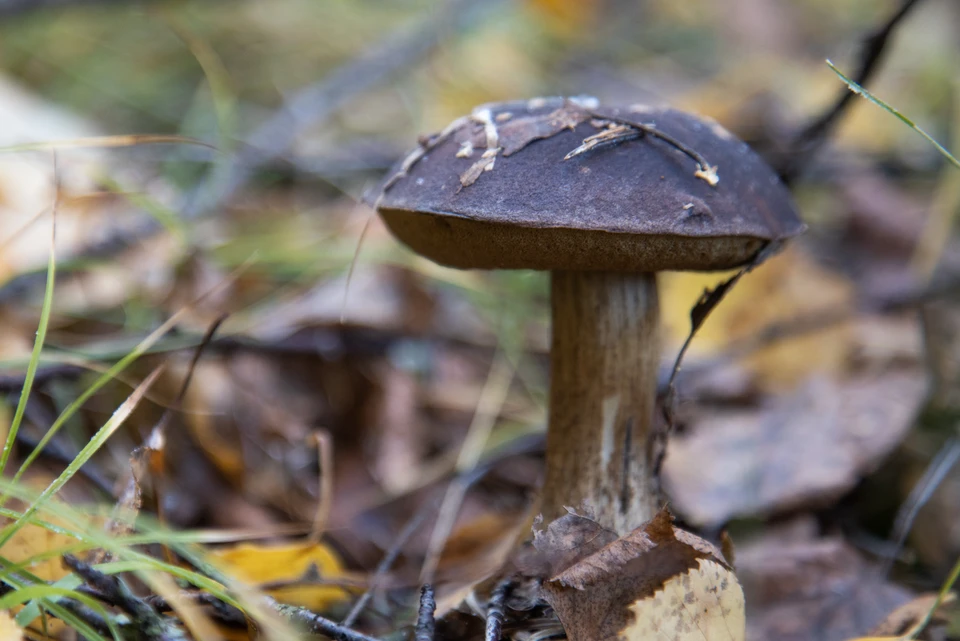 В этом году грибами отравились 50 волгоградцев