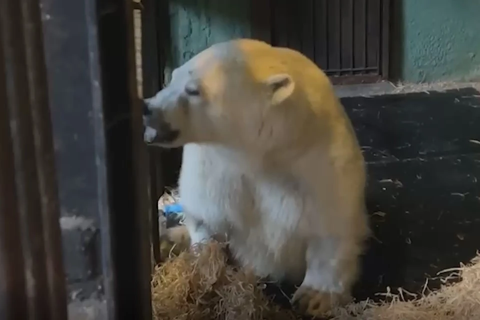 Фото: скриншот из видео Светланы Акуловой