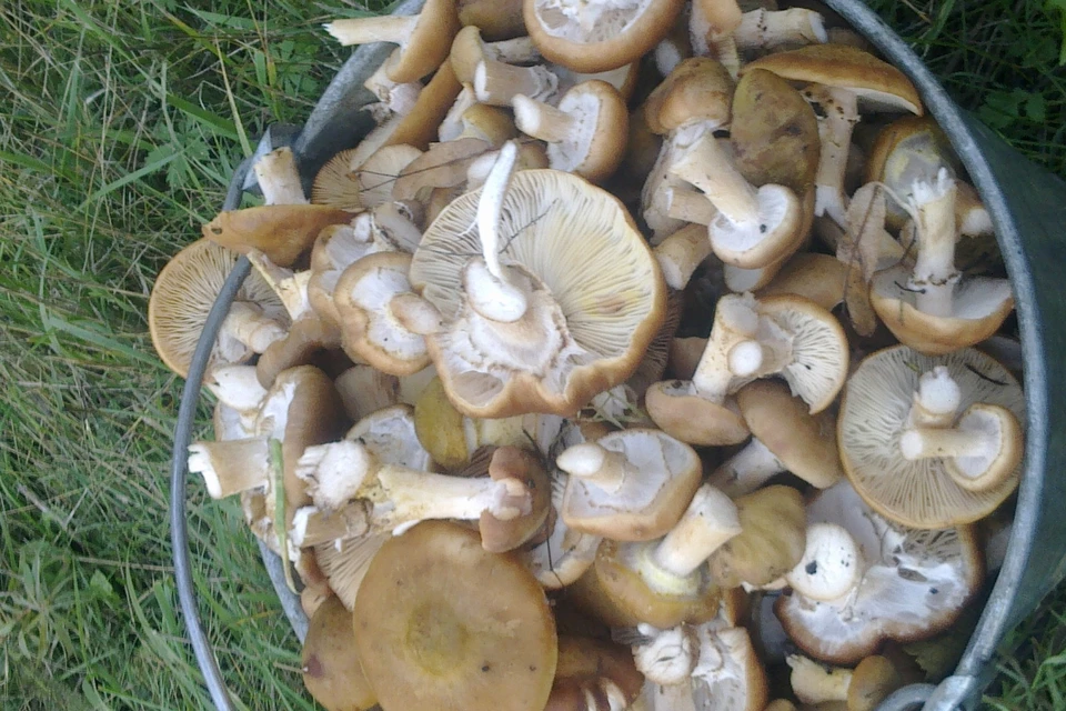 Лучше всего грибы растут после дождя