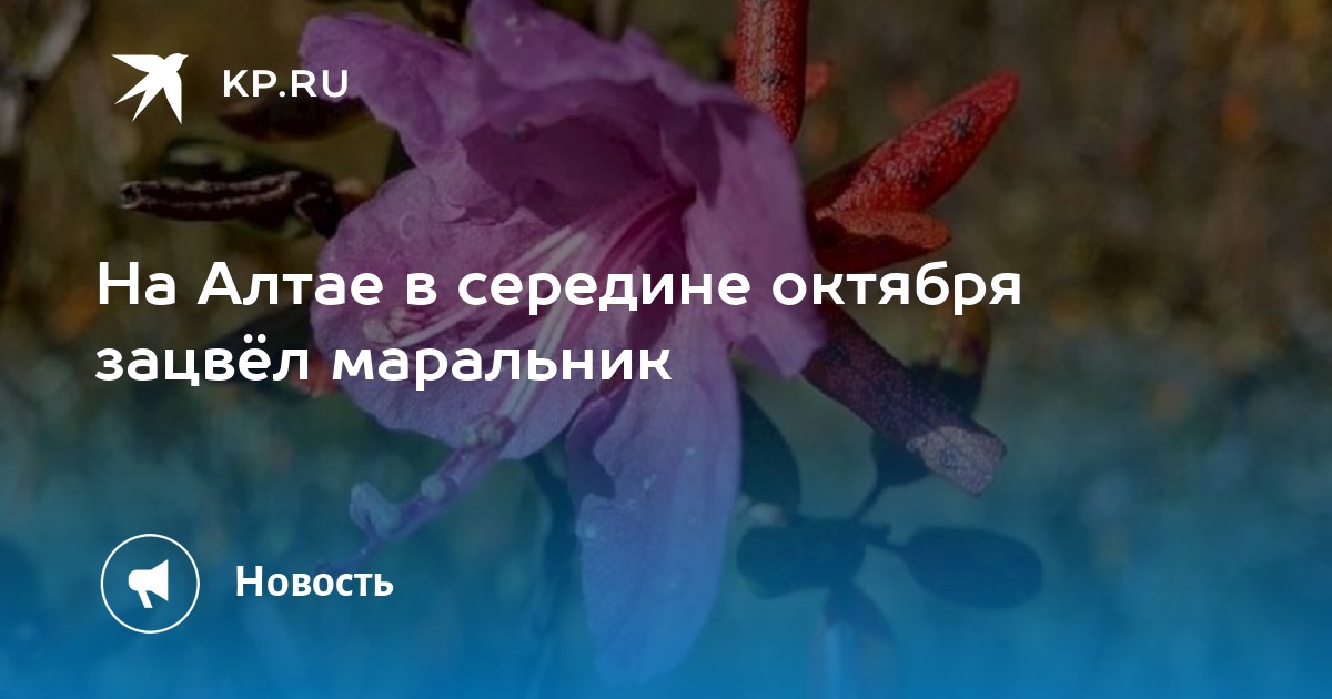На Алтае в середине октября зацвёл маральник - KP.RU