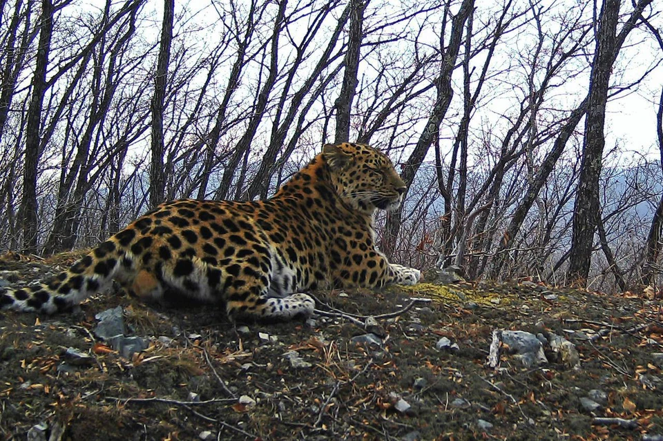 Леопарду уже 12 лет.