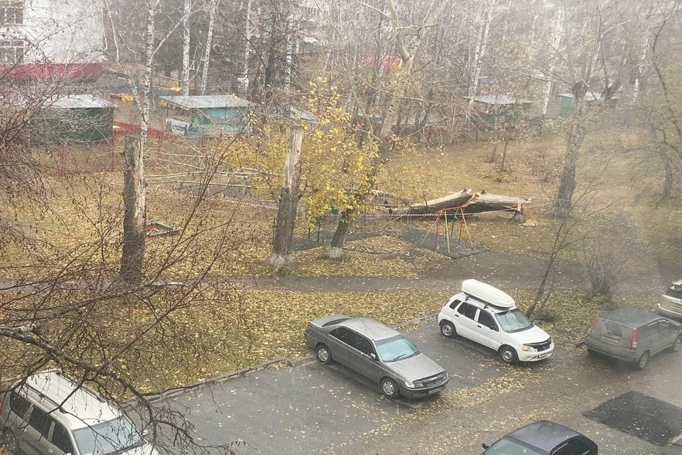 В Новосибирске огромное дерево рухнуло на детскую площадку. Фото: предоставлено Дмитрием.
