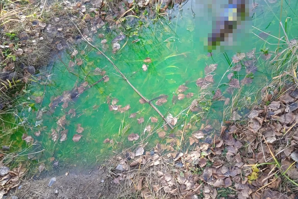 В Новосибирске жителей Первомайки напугала зеленая жижа, разлившаяся ...