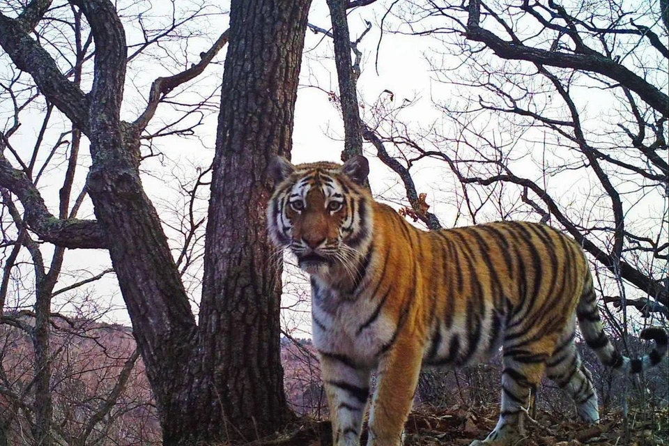 Серьезный хищник начал позировать на камеру в Приморье. Фото: telegram-канал дирекции заповедников «Земля леопарда».