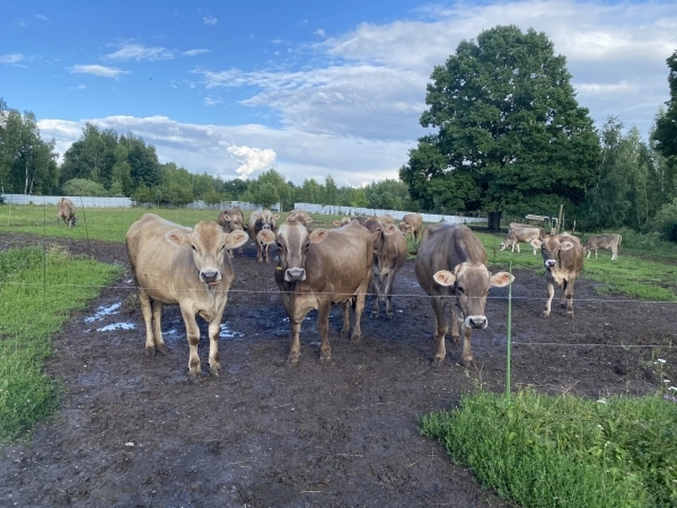 Волгоградцы пожаловались на бесконтрольный выгул скота на острове Сарпинском