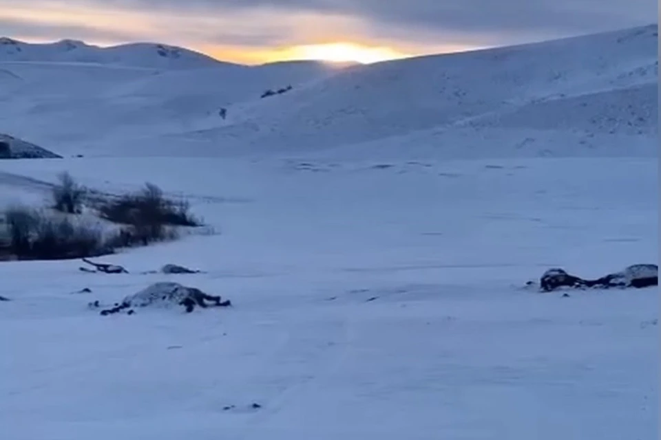 Это уже второй случай расстрела животных за год. Скриншот видео с места ЧП в январе 2022 года