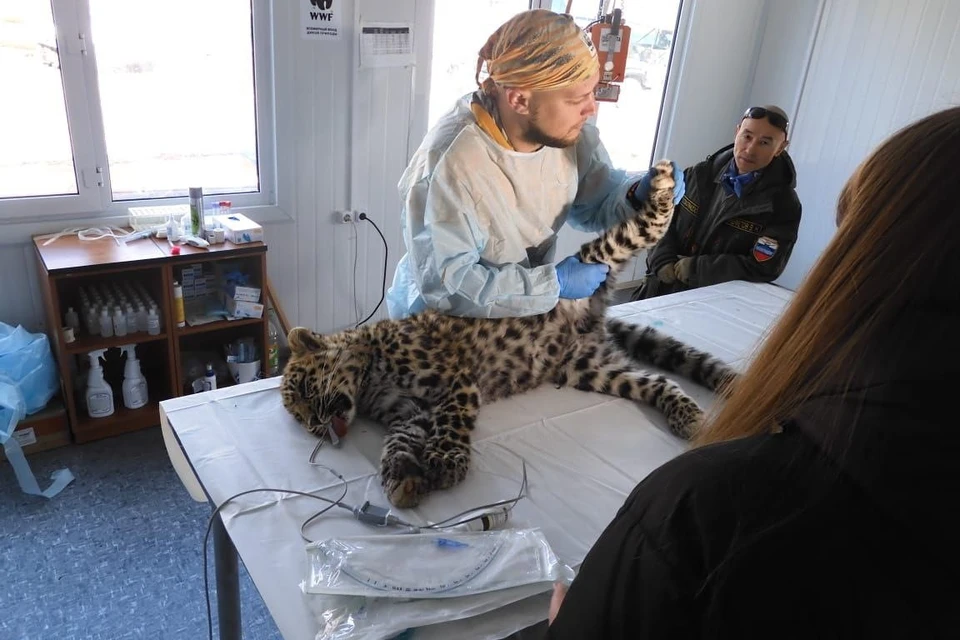 Леопарда спасли в августе 2022 года. Фото: Центр «Тигр»