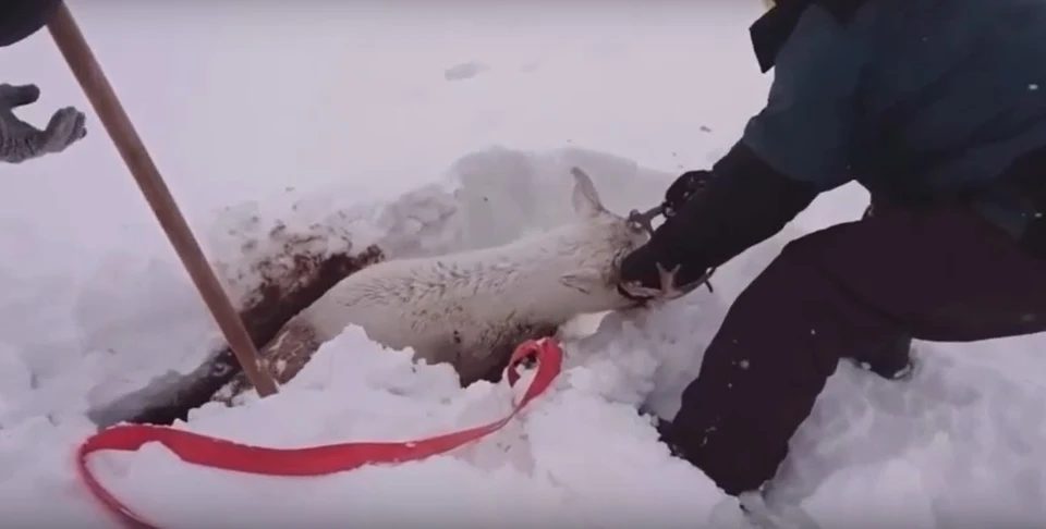 Фото: скриншот из видео