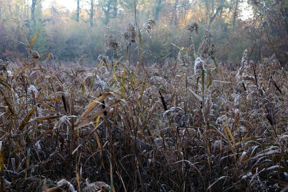 В следующий раз сад примет посетителей весной. Фото: ssau.ru
