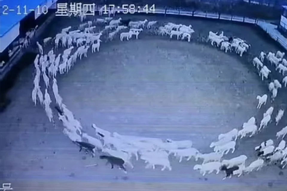 Китайская загадка: бараны ходят по кругу словно в цирке.