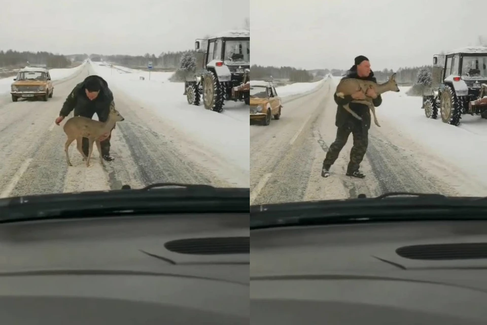 Тракторист унес на руках перепуганную косулю, которая остановилась на трассе Могилев - Бобруйск. Фото: скриншот с видео Mogilev.Online