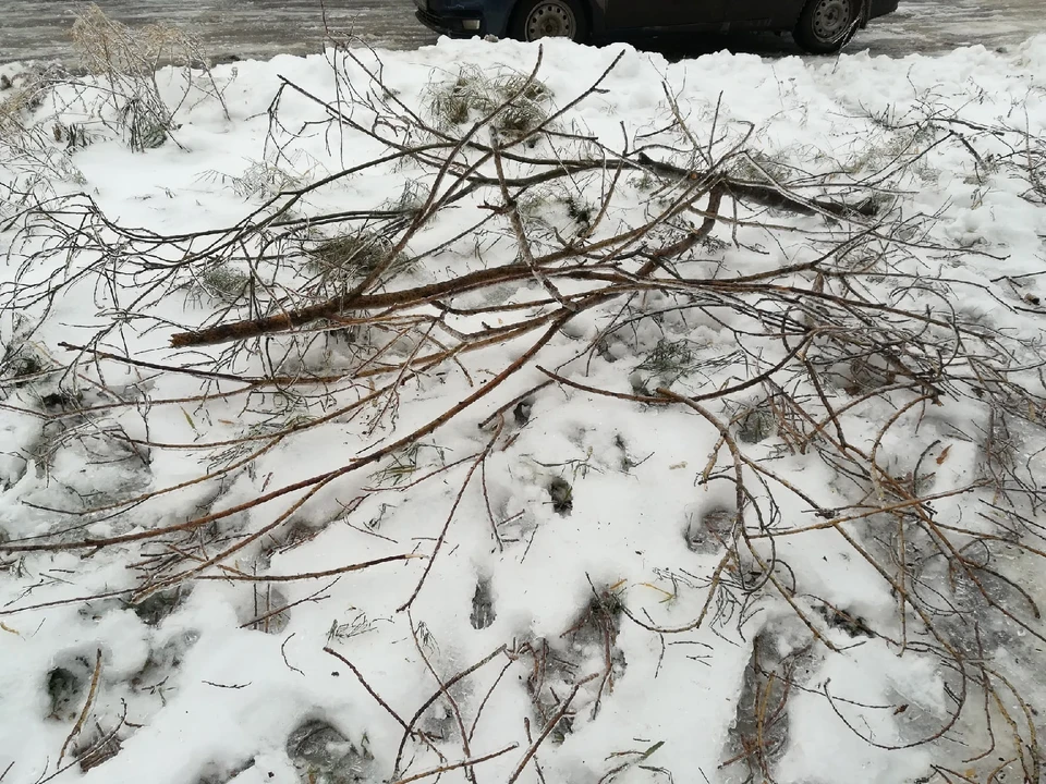 575 деревьев упали из-за ледяного дождя в Нижнем Новгороде