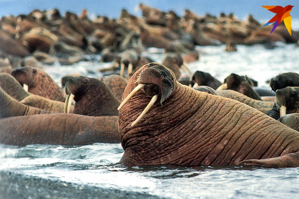 Моржи живут в дикой природе по 25–30 лет. Масса взрослых самцов достигает 1600 килограммов, длина — 3,6 метра.