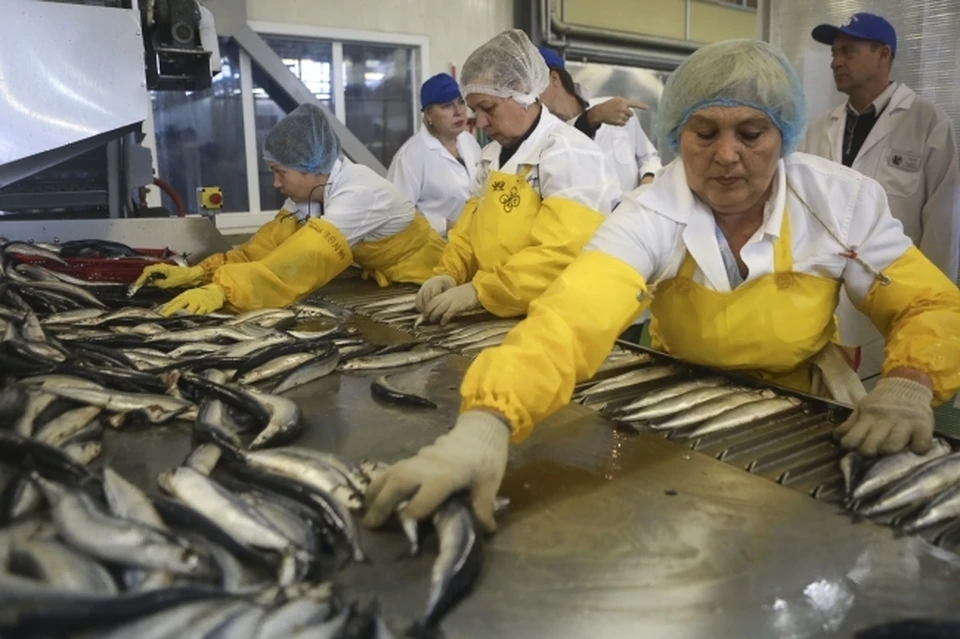 Рыбный завод. На снимке: рабочие укладывают рыбу на конвейер.
