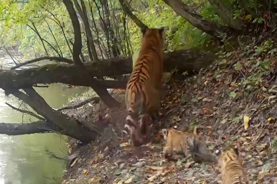 По оценкам зоологов тигрятам на кадрах около 2-2,5 месяцев.