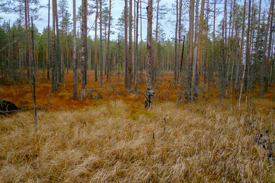 В Петербурге появится новый природный заказник "Сестрорецкие дюны"