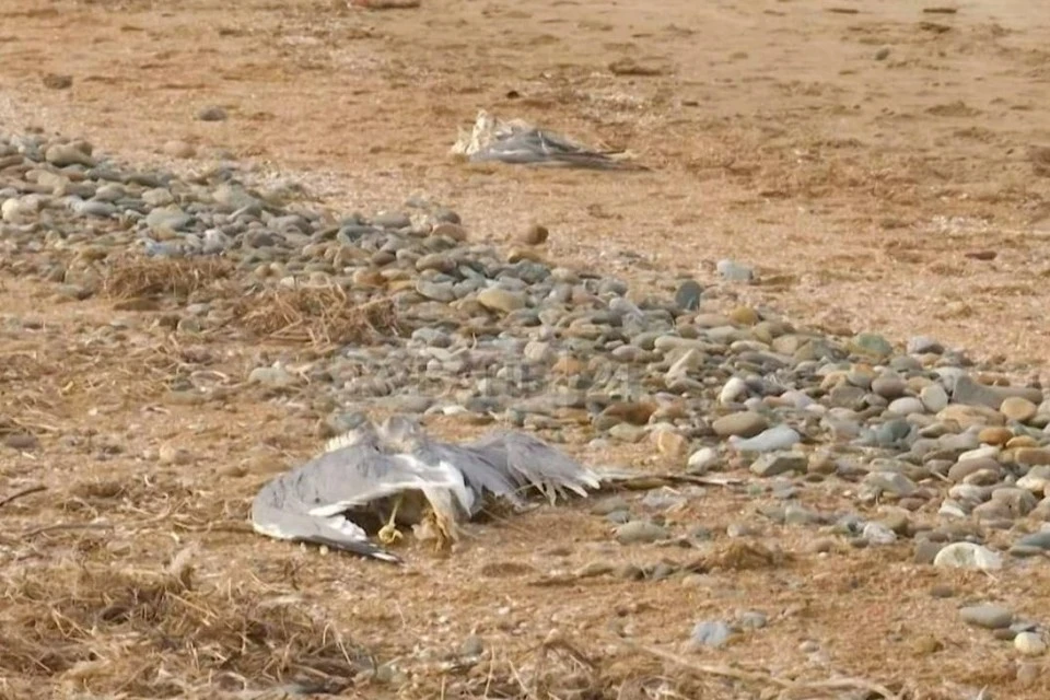 Мертвых птиц, фазанов и чаек, обнаружили жители Ейского района. Фото: соцсети.