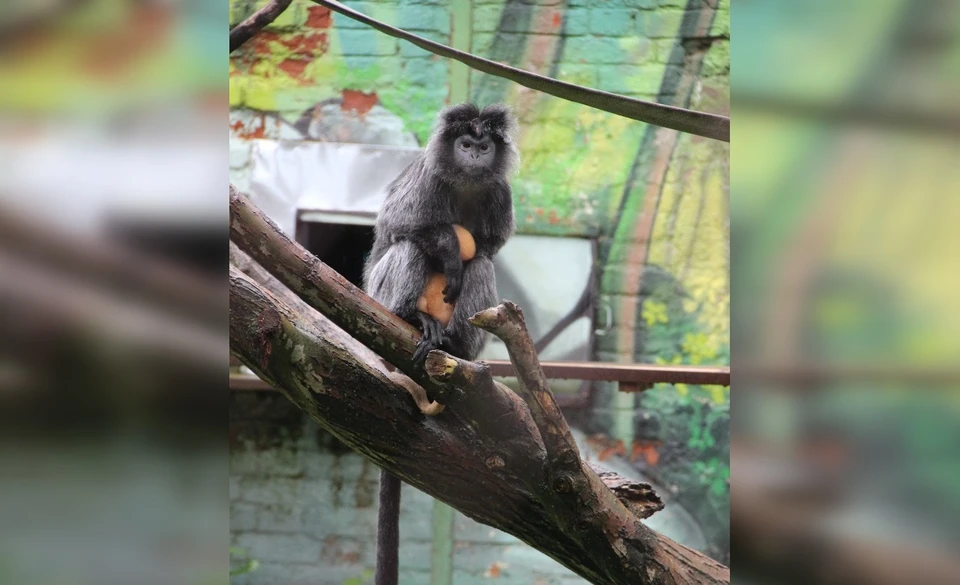 Малышка родилась месяц назад и ей устроили "кашу". Фото: Пермский зоопарк.