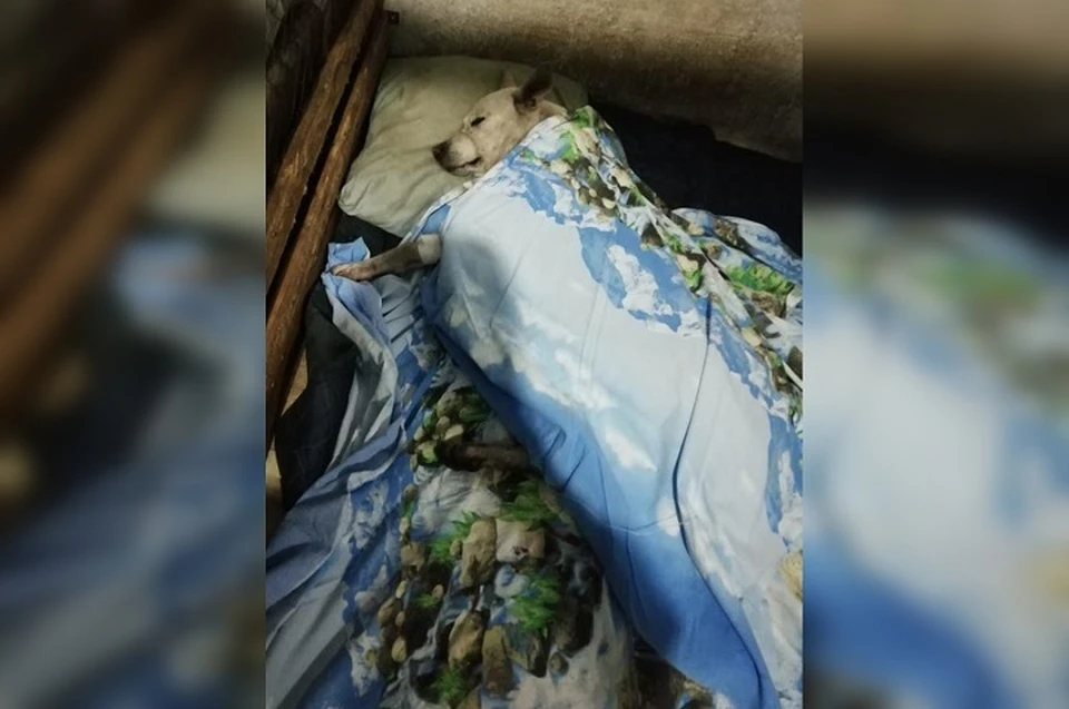 Дик может вернуться к нормальной жизни только с помощью неравнодушных людей Фото: ООЗЖ "Хатико"