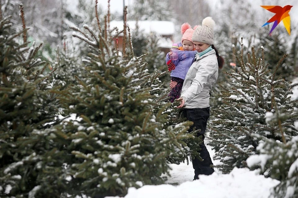 Около 130 тысяч елок каждый декабрь покупают жители Беларуси. Фото: архив "КП".
