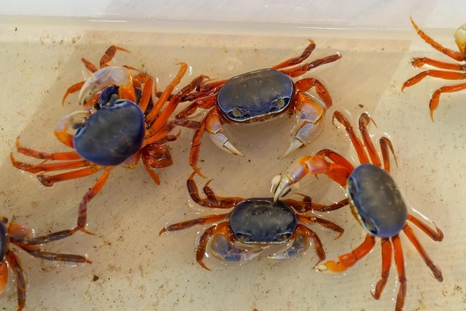 Более 78 тонн морепродуктов экспортировано за декабрь из Хабаровского края