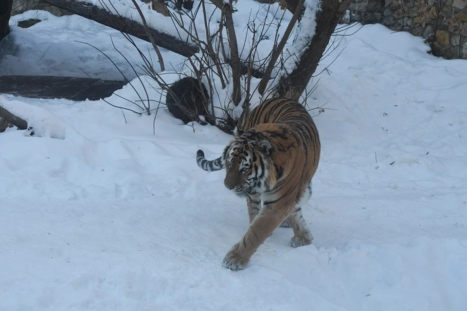 «Барона полностью съел»: тигр-собакоед вышел на охоту в Хабаровском крае