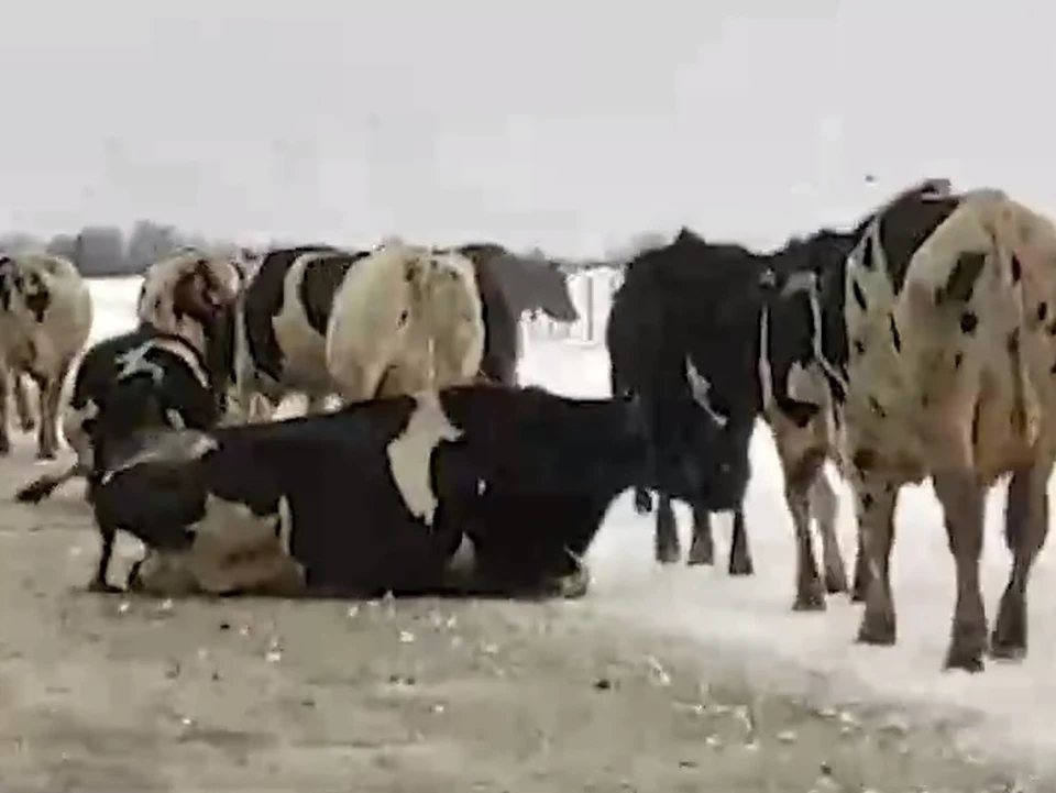 Кадр из видео.