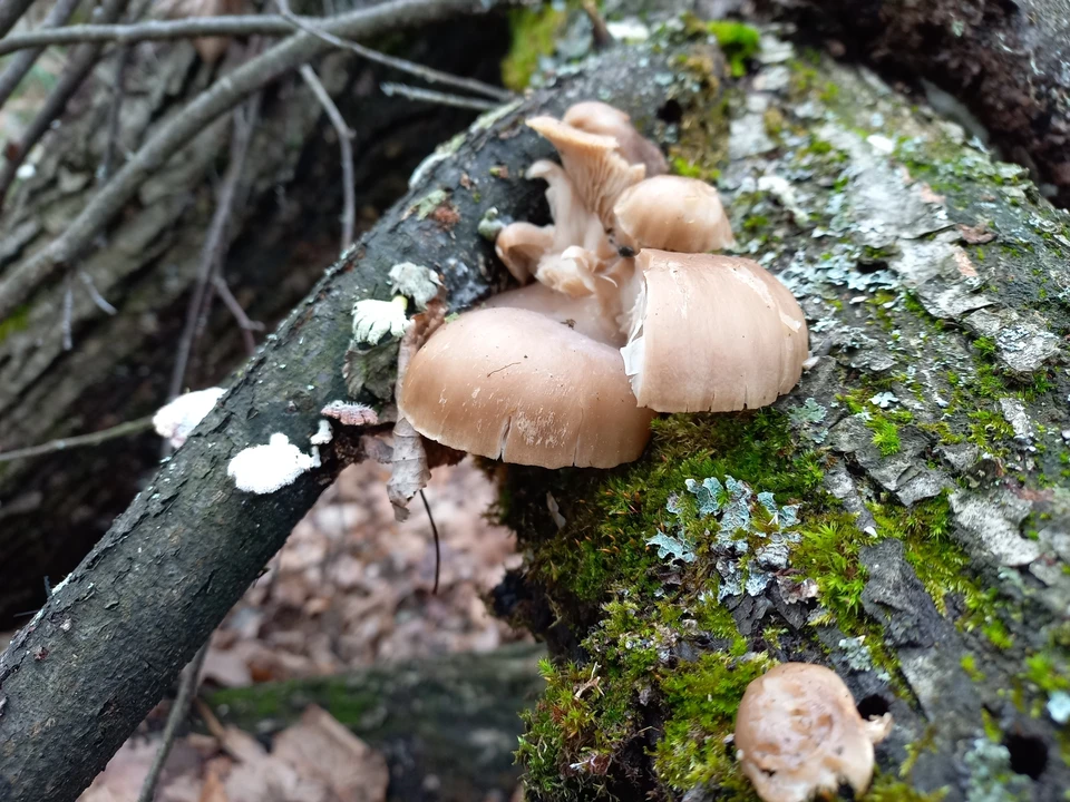 Вот такую красоту находят грибники в воронежских лесах в январе