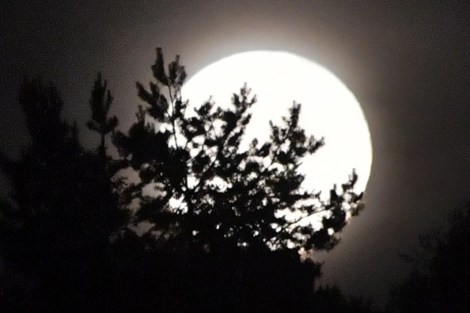 Волчью Луну увидят волгоградцы в Рождество